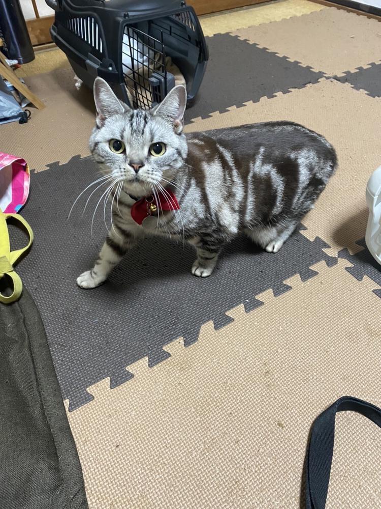 おひげショボーン