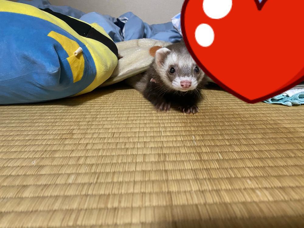 出勤してますよーん🤩       今日は仕事前ギリギリまで寝てたからストレート🤭       スタバまた行かなきゃっ😑      あー疲れが取れない😮‍💨😮‍💨😮‍💨       癒しがいるね😇       ロアとたわむれなきゃ🧸♥️