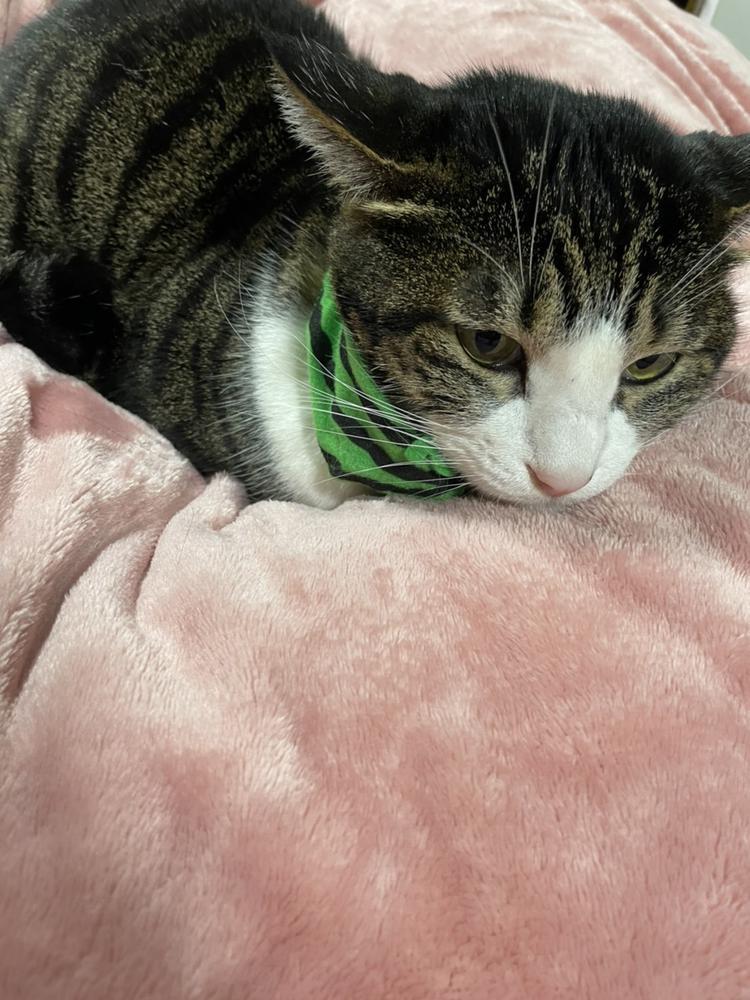 僕ネコアレルギーです