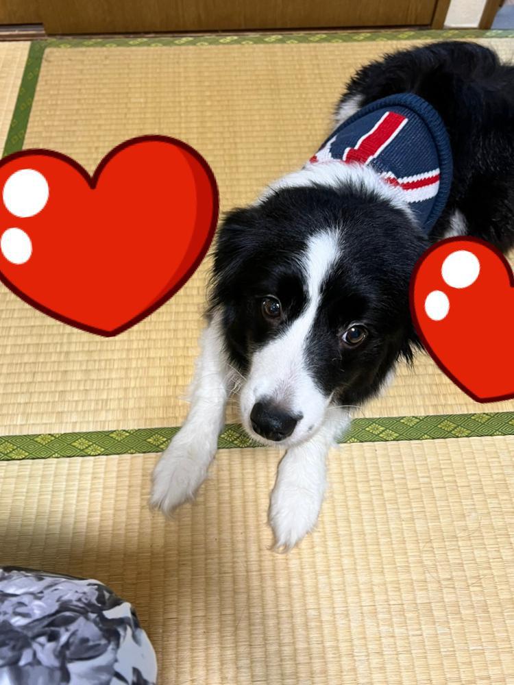 本日おやすみです