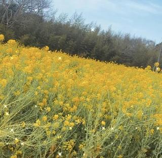 ˗ˋˏ 🌼 ˎˊ˗