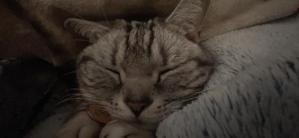 よっぱらぱらい