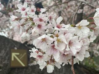 ˗ˋˏ 🌷 ˎˊ˗