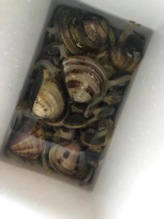 🐚