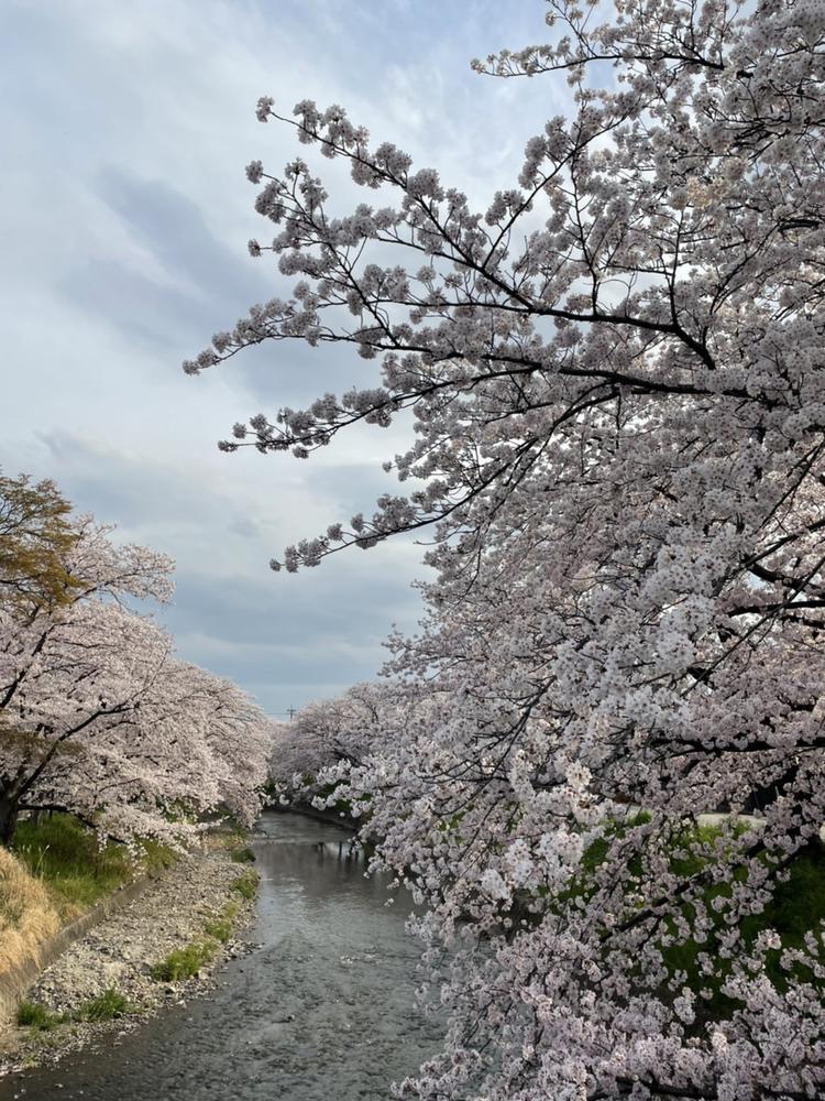 さくら🌸