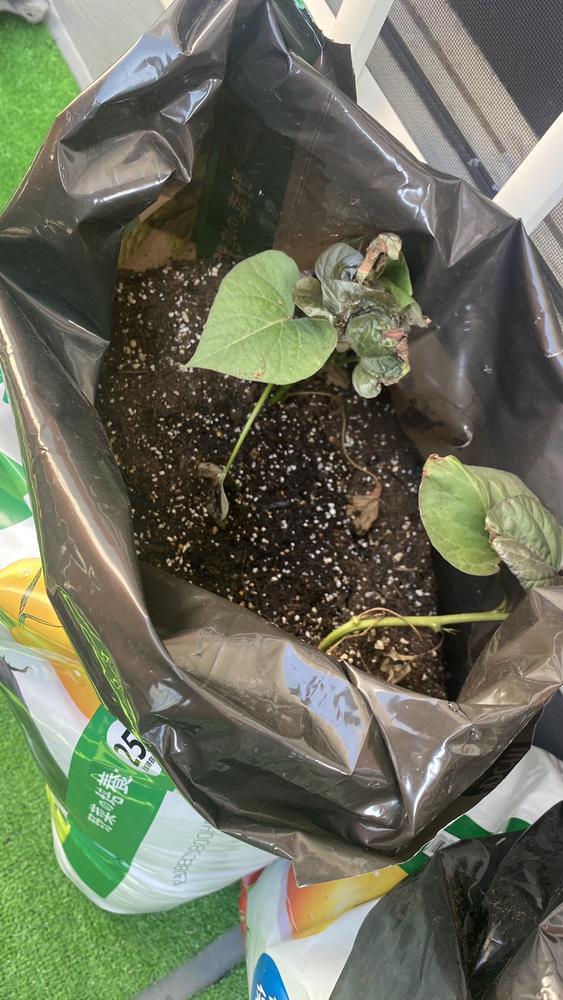 家庭菜園でびゅー？😂笑っ