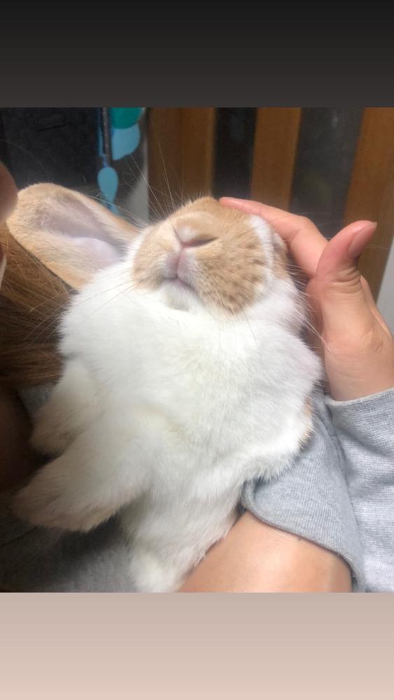 そろそろ新しいドレス探してみるか(　´，_ゝ｀)