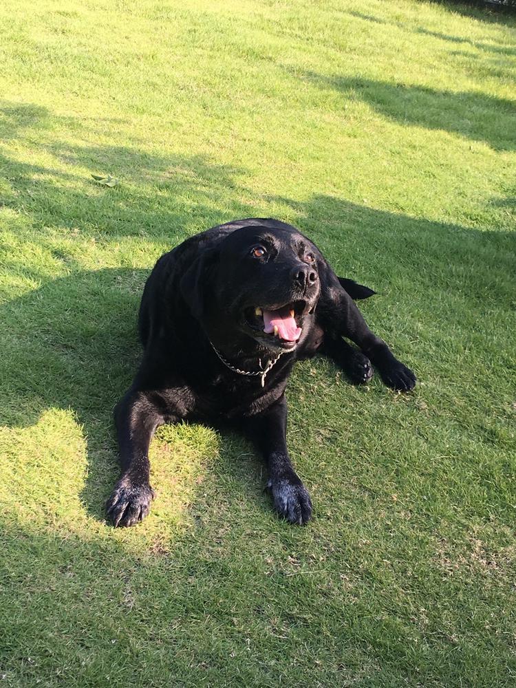 天国のクロくんへ🐕‍🦺