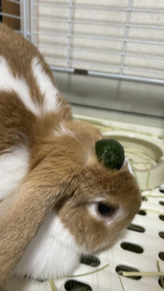 本日20時30分出勤です(p`･ω･´q)