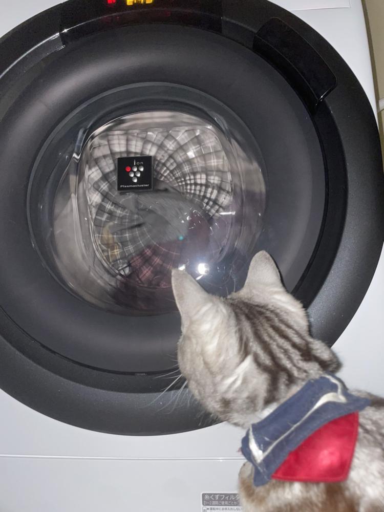 洗濯機娘猫