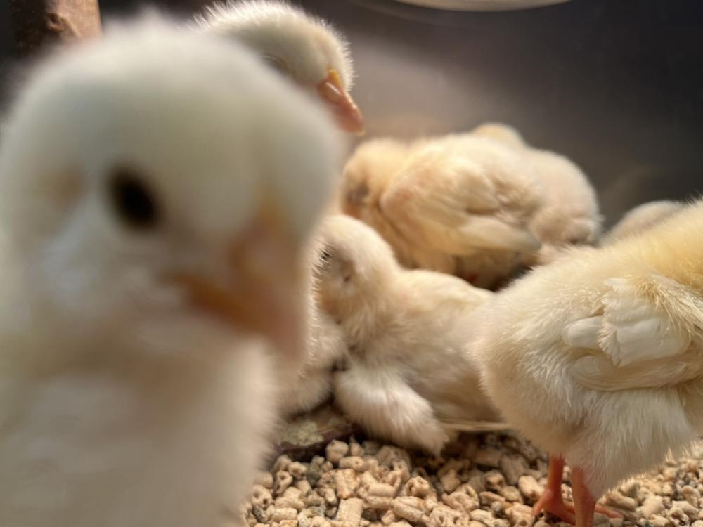 3.おやすみだをん