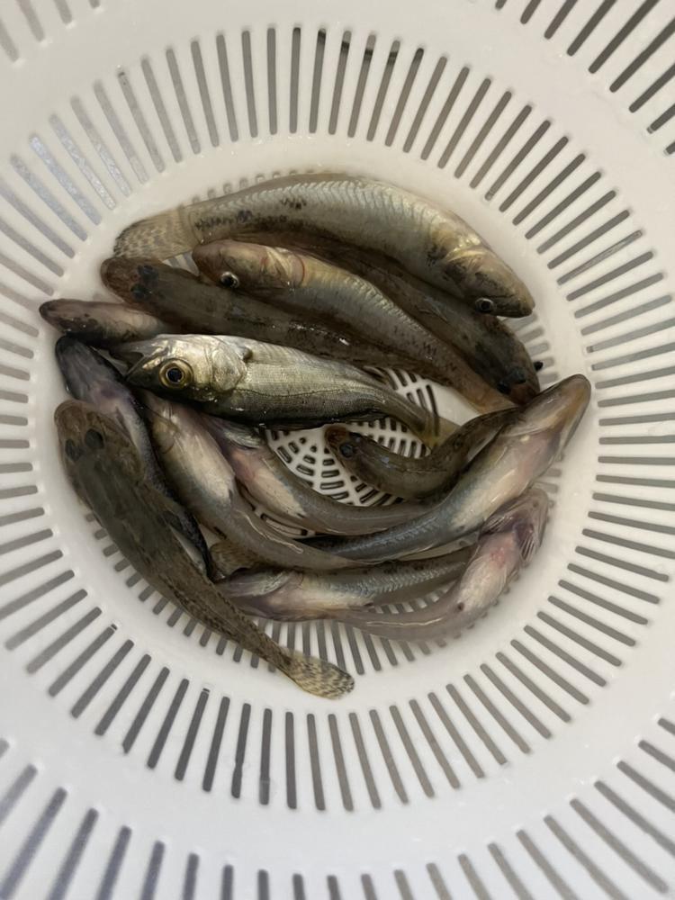 ハゼ釣り🎣