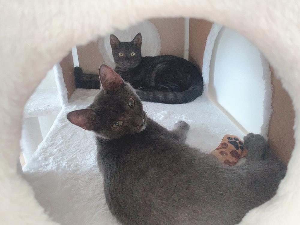 家族が増えました🐱