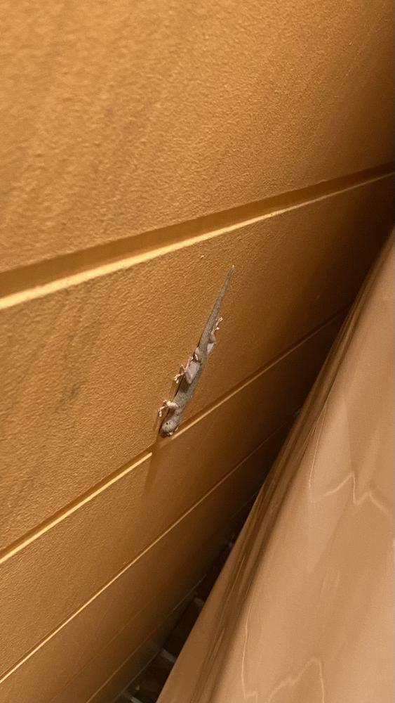 縁起のおすそわけ✨