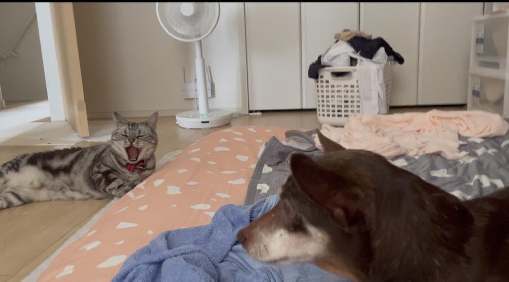 どーも。あんじゅです。  先日ペットセラピーならぬうちの子セラピーうけました。  うちの子可愛すぎて日々の疲れがとれる……   そんなあんじゅ本日出勤頑張ります🐱