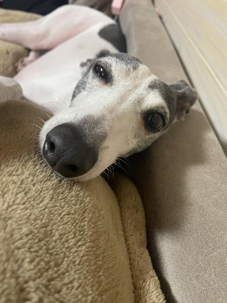 うちの可愛いわんこ🐾