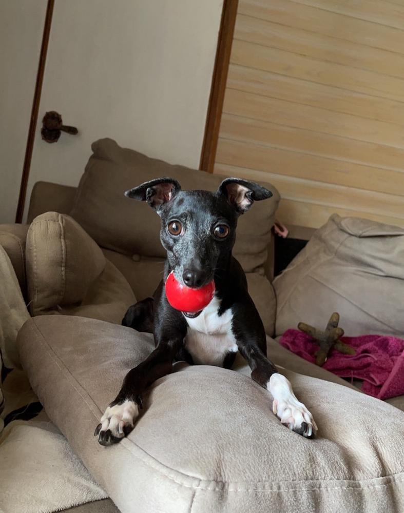 うちの可愛いわんこ🐾2