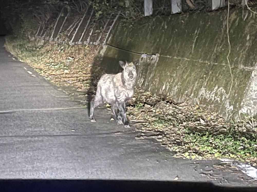 本日ハロウィンイベント最終日🎃 19時30分出勤です☺️