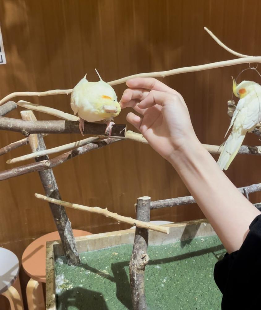 インコかわいい