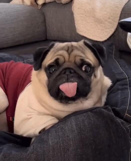 またゆりこに似た犬