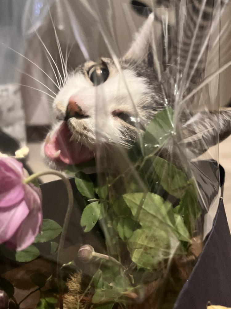 取り憑かれた女