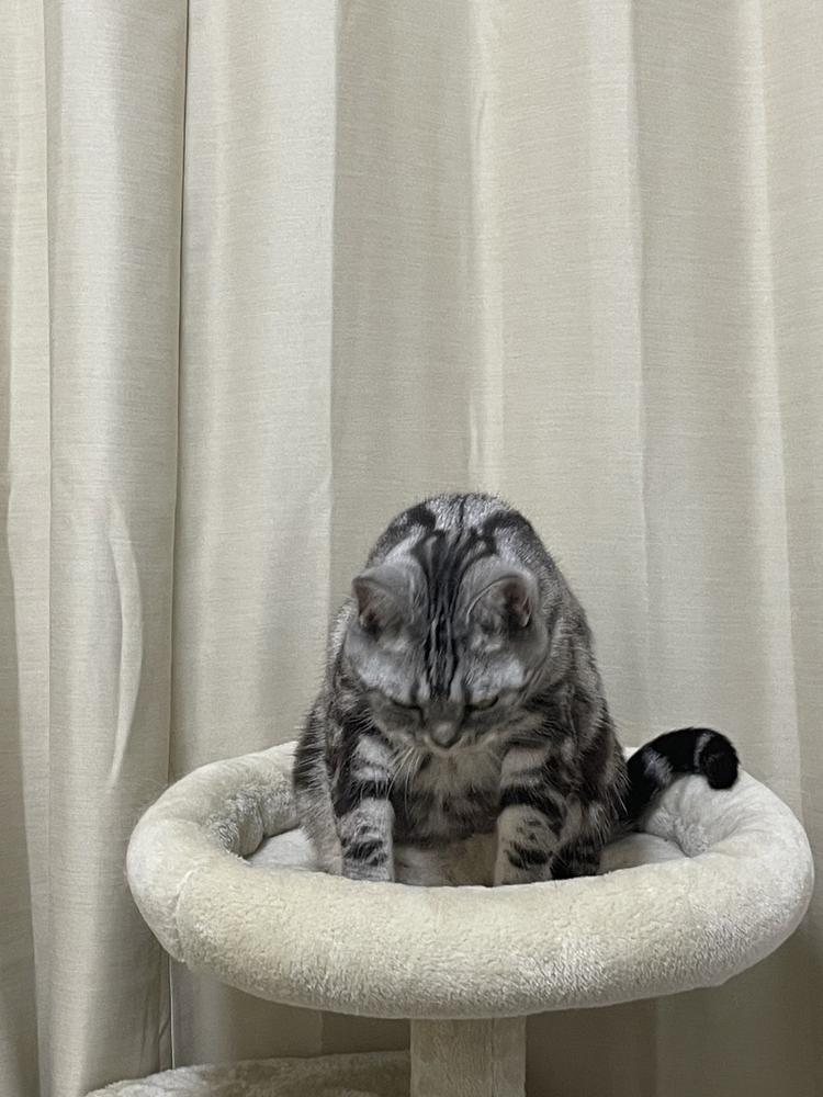 ガールズトーク