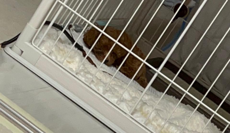 うちの子は元気すぎる