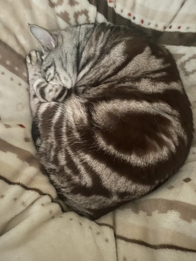 アンモニャイト