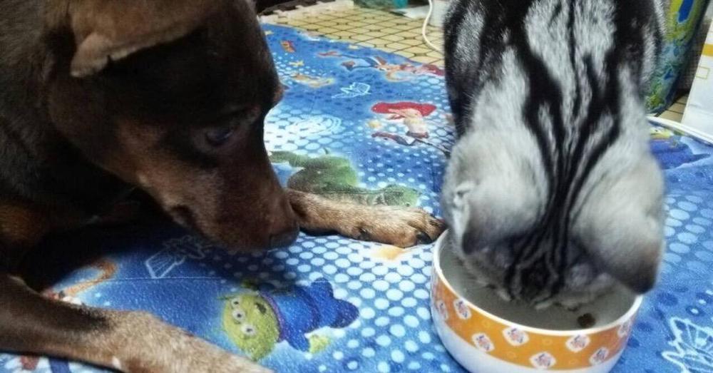 大人のレディー