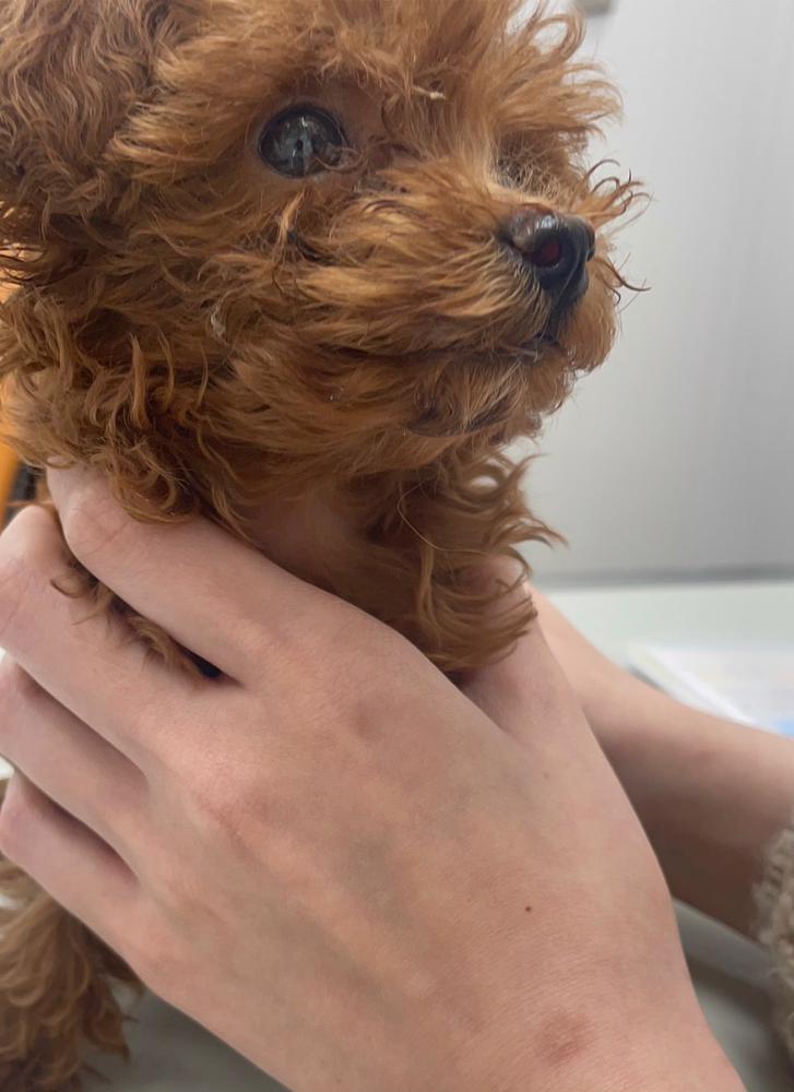 春服って可愛いよね