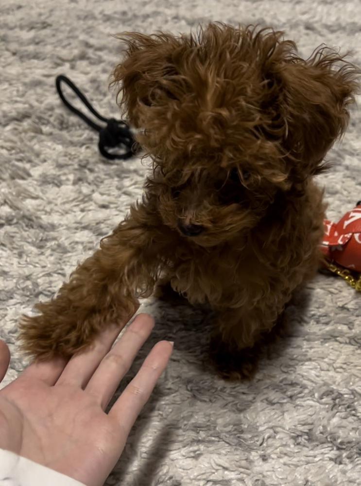 桜舞い散ってる