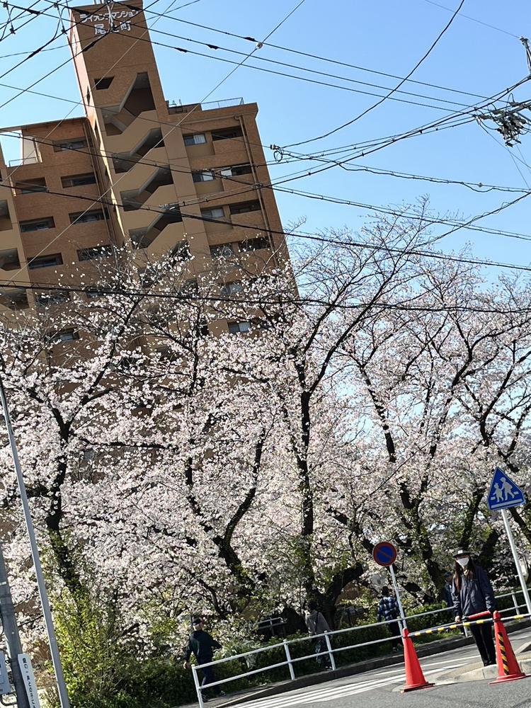 さくらヒラヒラ〜