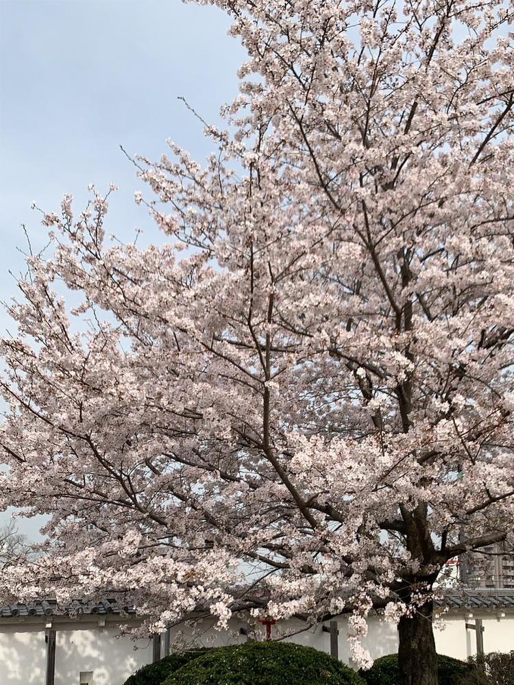さくら🌸