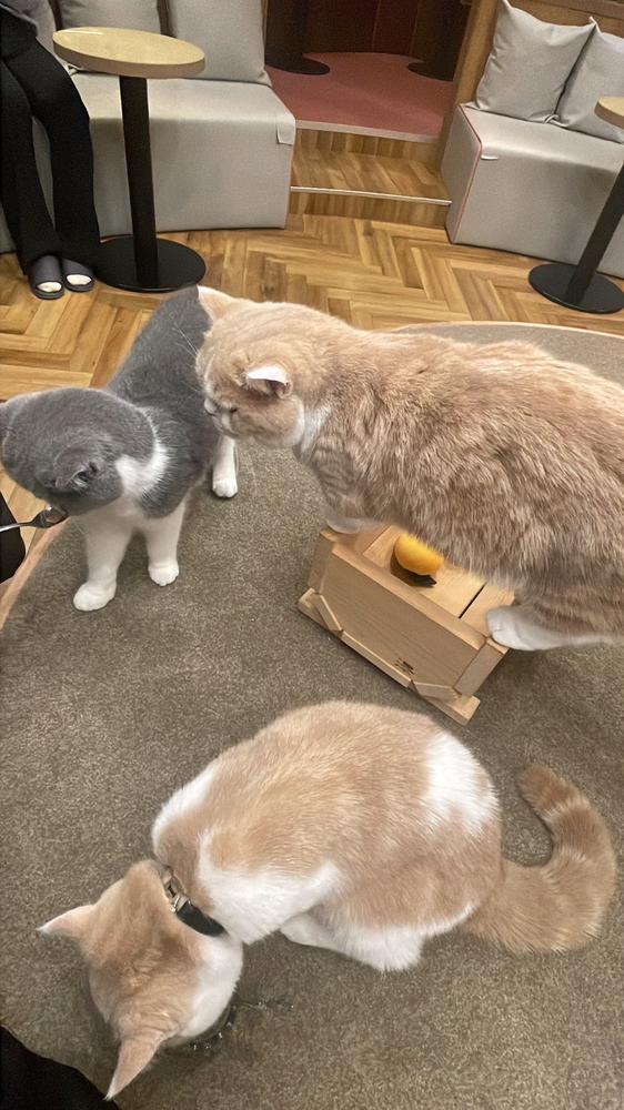 ねこちゃんかいたい