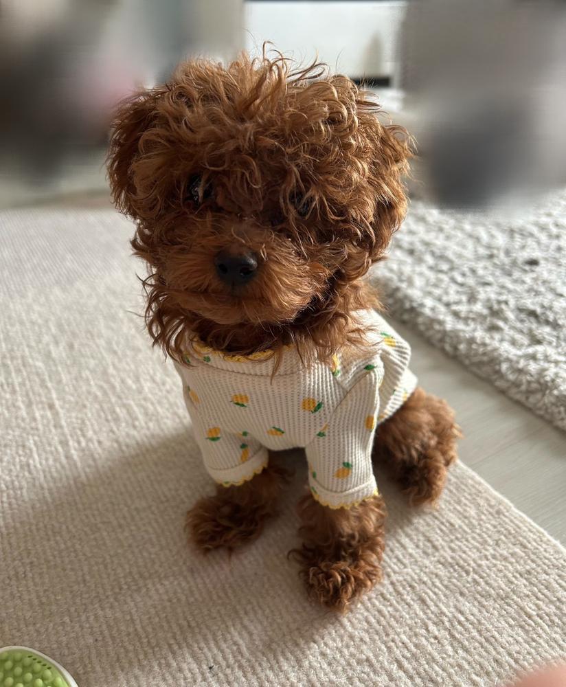 お洋服着させた