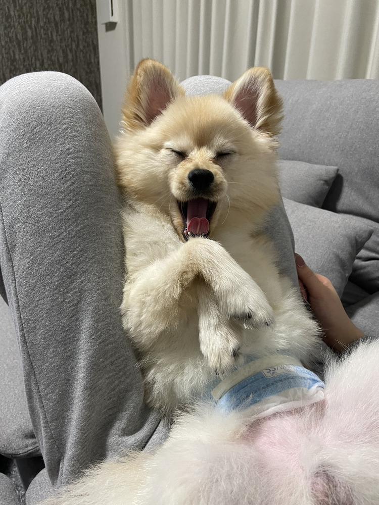 親知らず抜いたのだ🦷