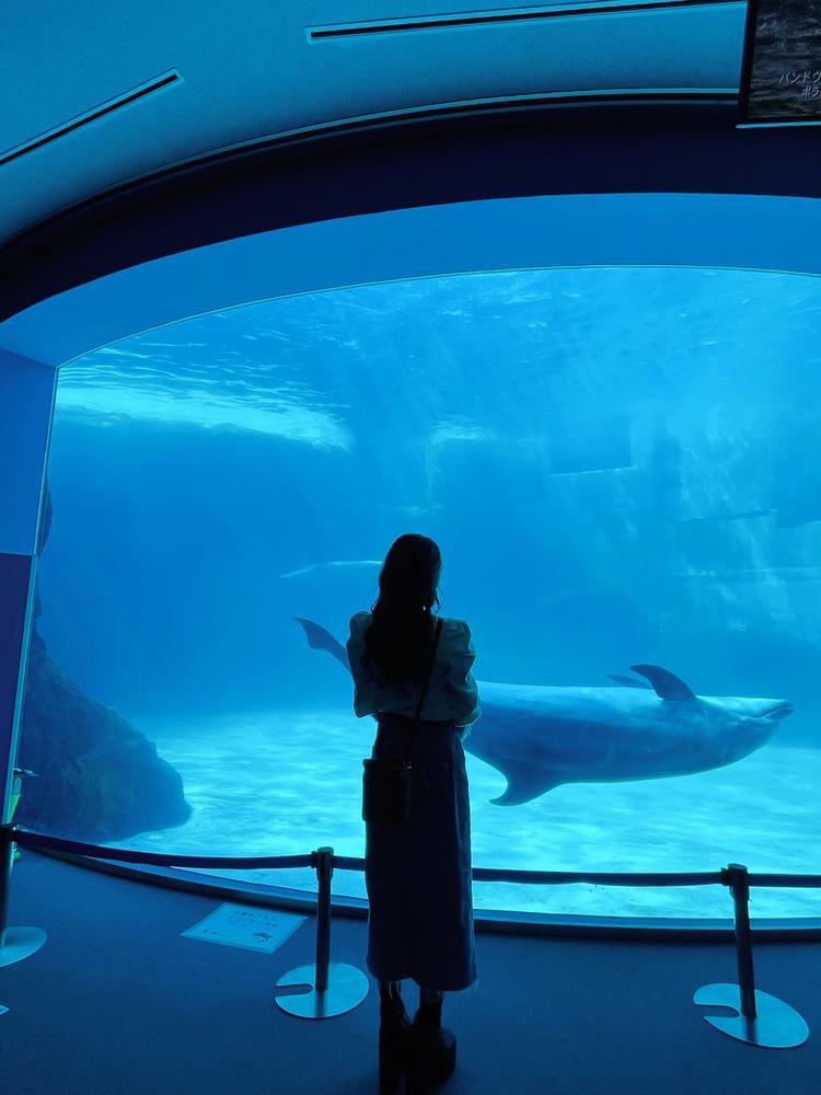 イルカさん🐬