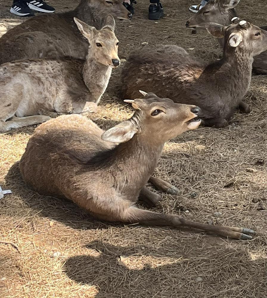 鹿さん🦌✨