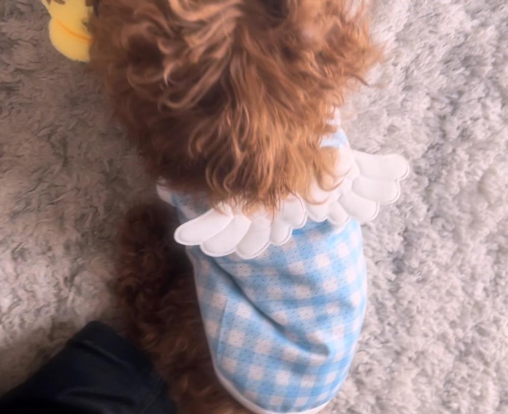 天使なのかもしれない