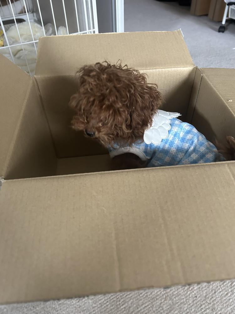 絶対に明日からダイエットするんだもん