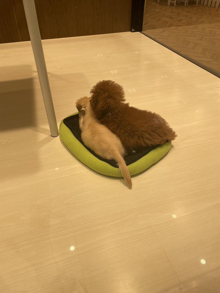 ランウェイひなたですひまわり