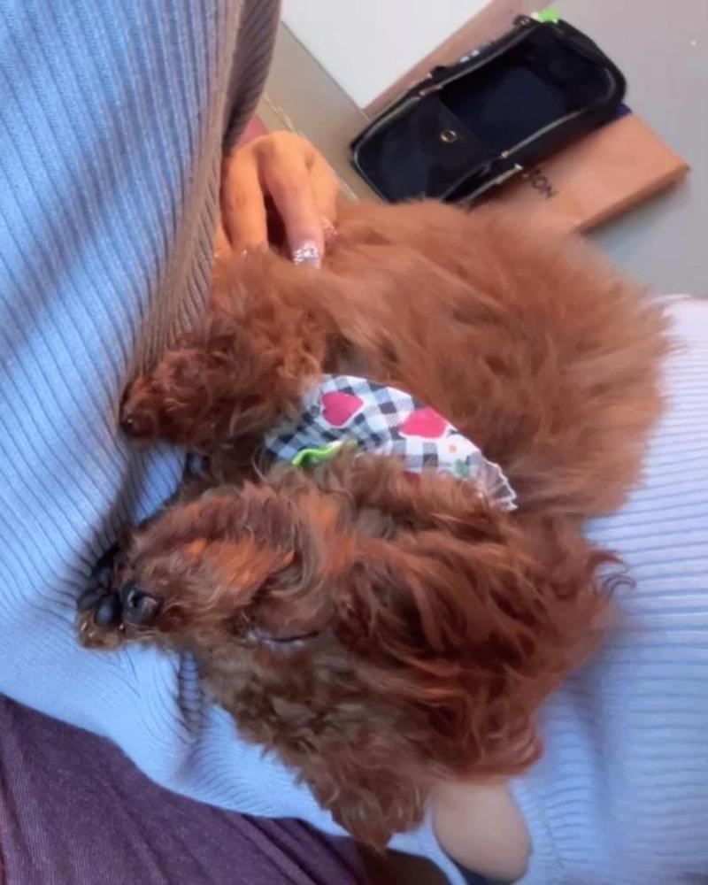 ファントムガノン知ってる？