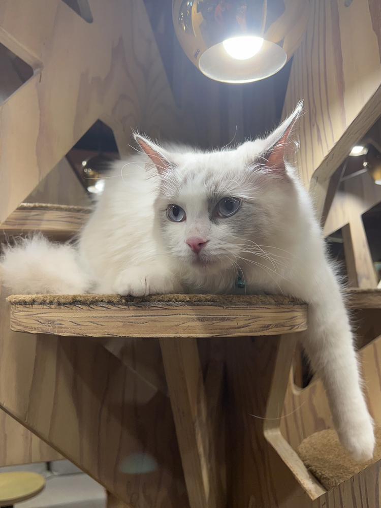 やっとシーイン頼んだよ😇😇