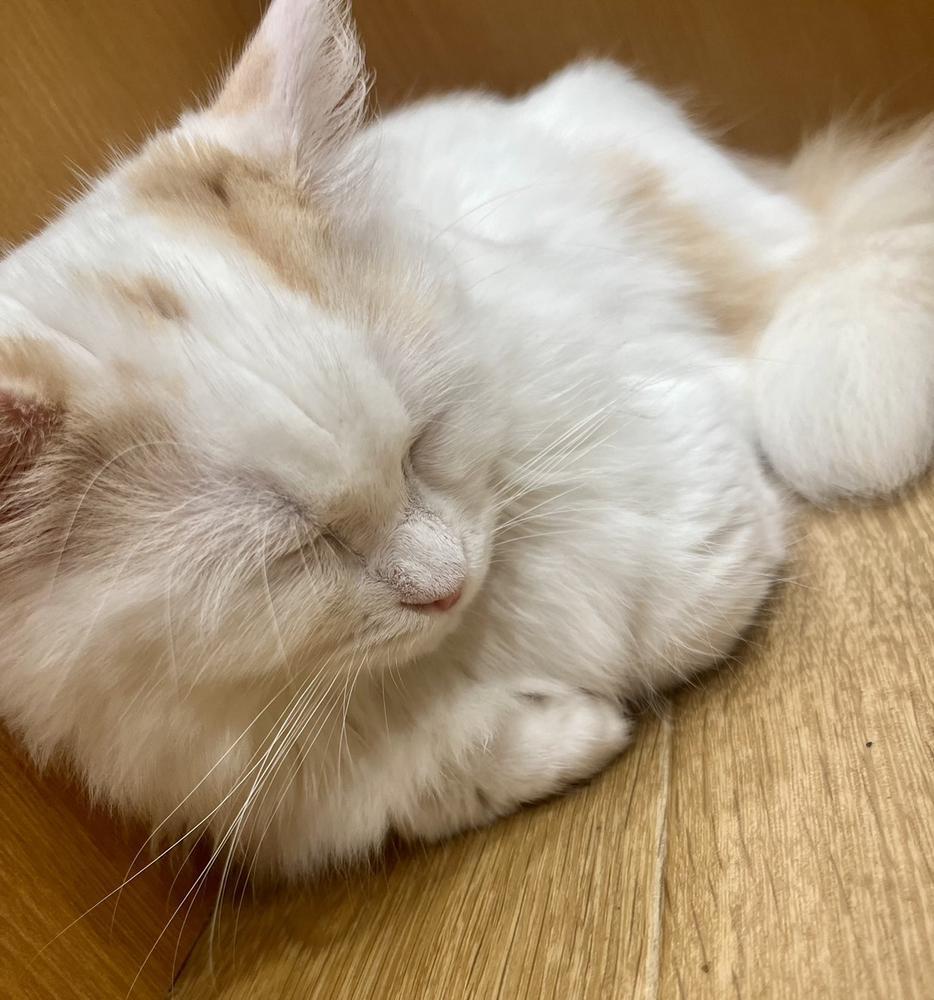 猫カフェ🐱🤍