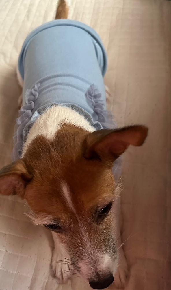 おやすみんみんぜみ