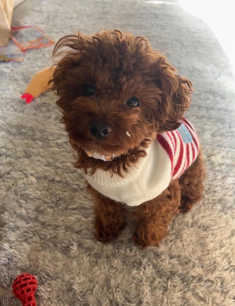 ひよこピヨピヨ