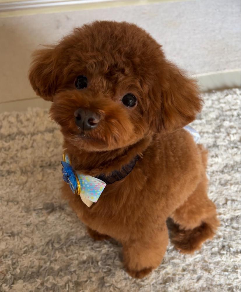 うちの子が可愛いがすぎる