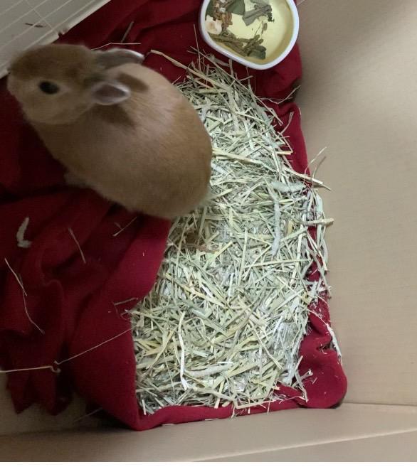 ありがとうございます