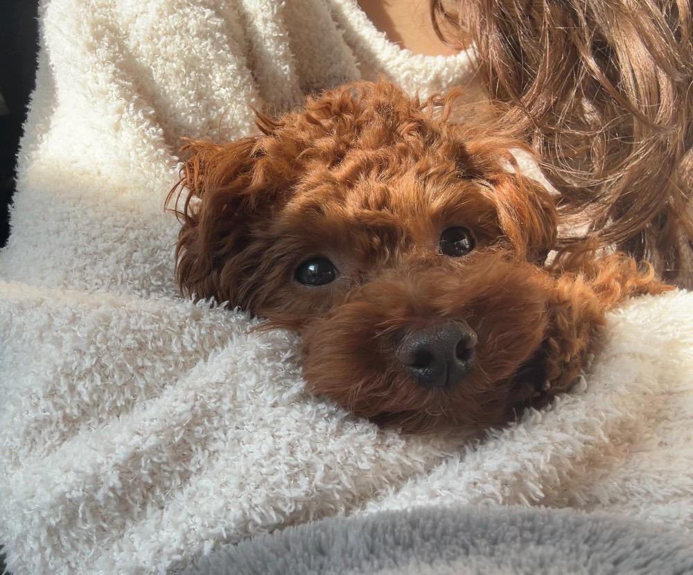 また一日中寝ちゃった