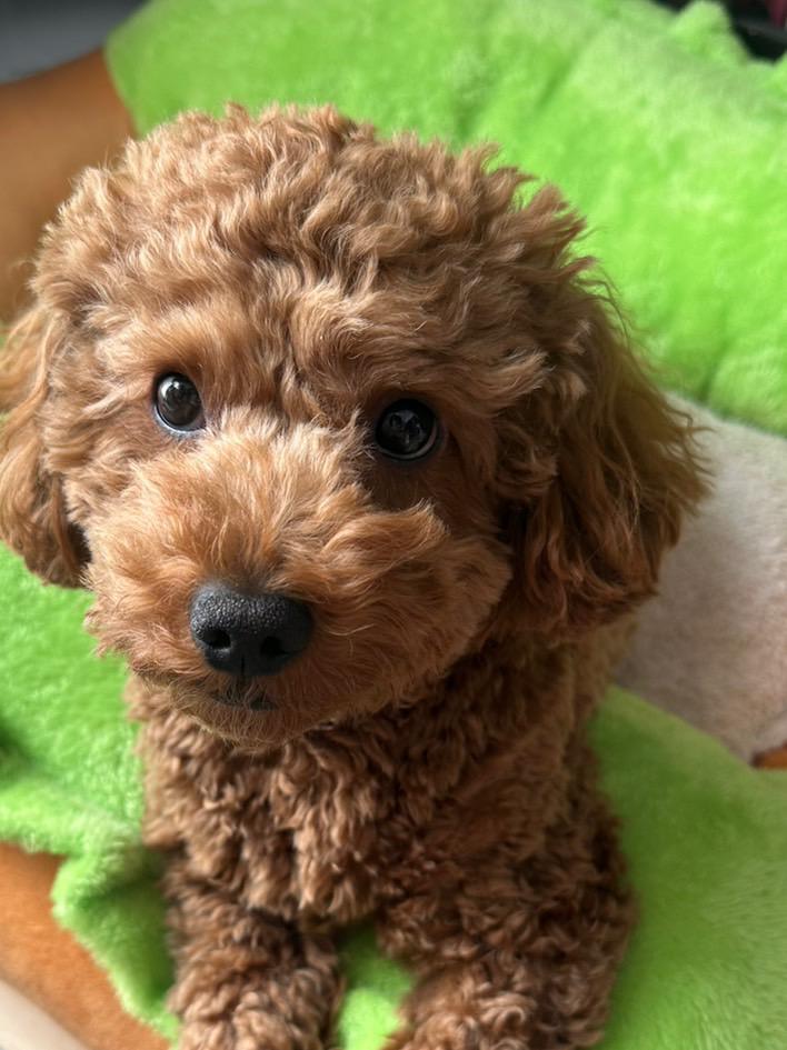 無性の愛を注げる存在